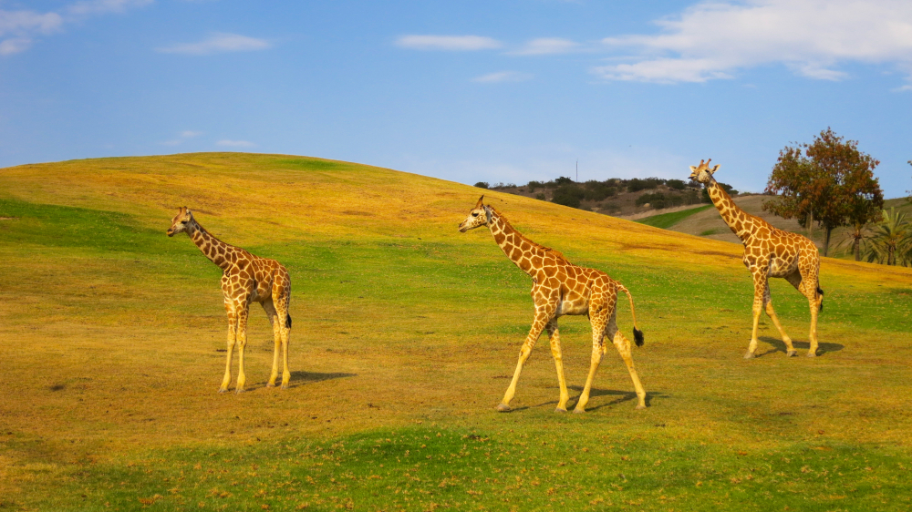 Giraffes grazing in a safari park in san diego

